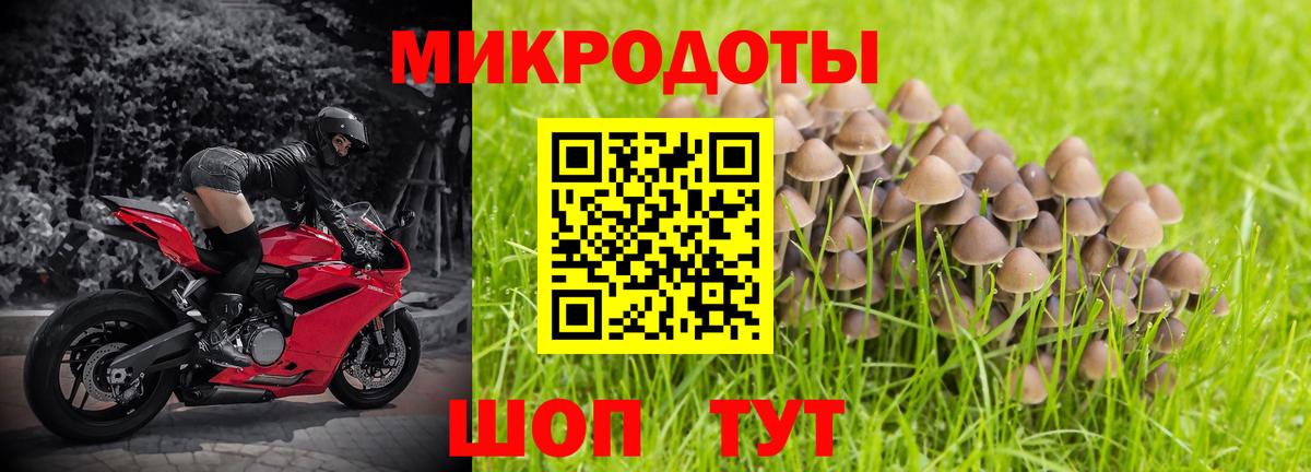 Псилоцибиновые грибы Psilocybe Кропоткин